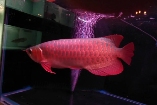 如何帮助龙鱼发色，一周保持两次的换水频率