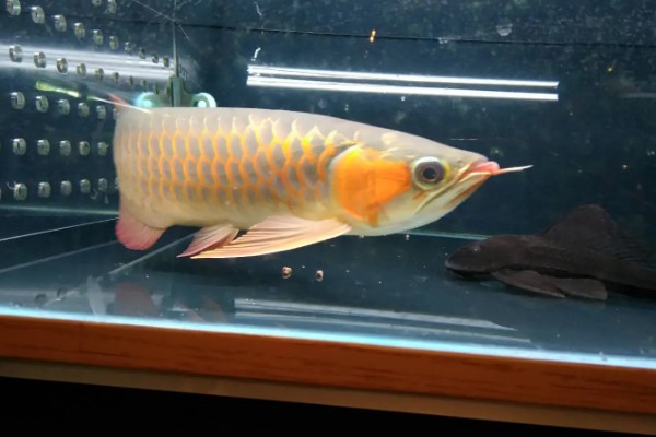 如何帮助龙鱼发色，一周保持两次的换水频率