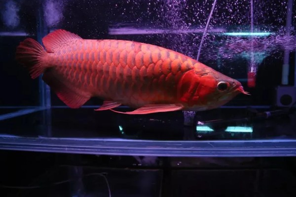 如何帮助龙鱼发色，一周保持两次的换水频率