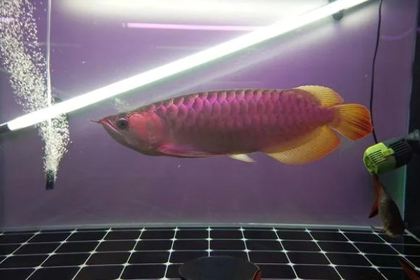 如何帮助龙鱼发色，一周保持两次的换水频率