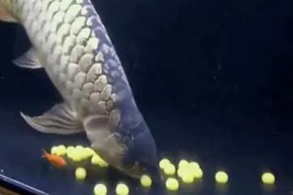 如何帮助龙鱼发色，一周保持两次的换水频率