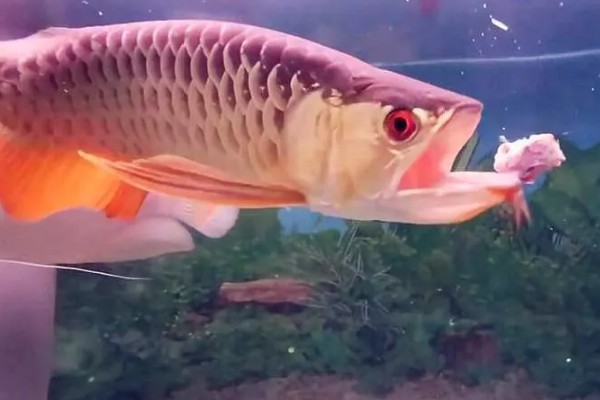 如何帮助龙鱼发色，一周保持两次的换水频率