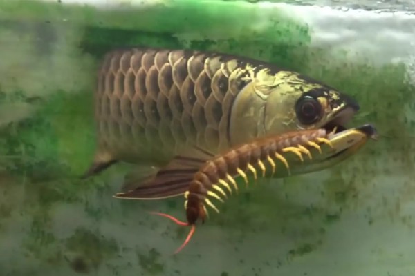 如何帮助龙鱼发色，一周保持两次的换水频率