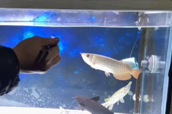 如何帮助龙鱼发色，一周保持两次的换水频率