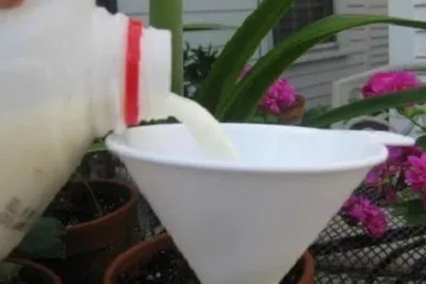 牛奶能不能浇花，发酵后才能使用