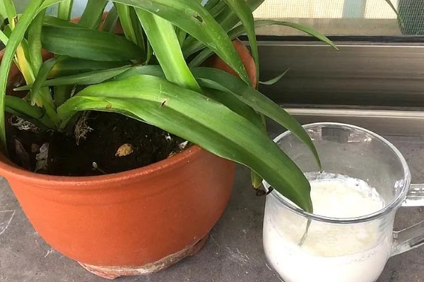 牛奶能不能浇花，发酵后才能使用