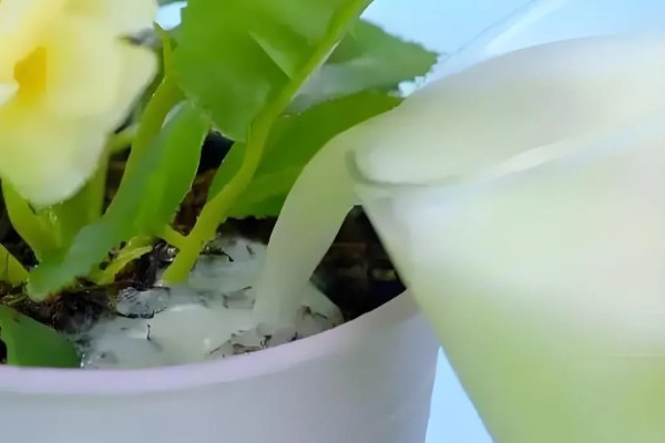 牛奶能不能浇花，发酵后才能使用