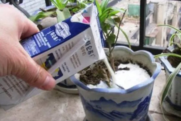 牛奶能不能浇花，发酵后才能使用