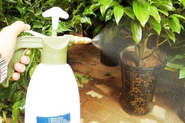 牛奶能不能浇花，发酵后才能使用