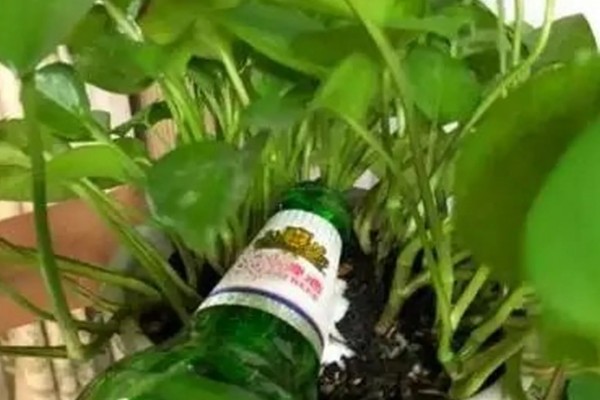 牛奶能不能浇花，发酵后才能使用