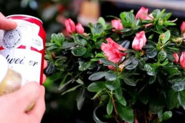 牛奶能不能浇花，发酵后才能使用