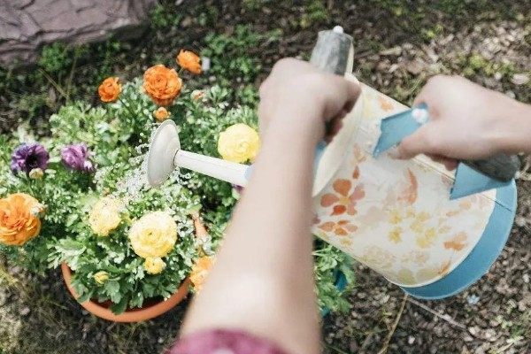 牛奶能不能浇花，发酵后才能使用