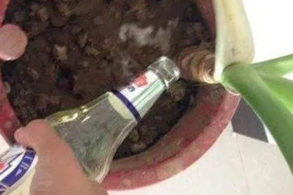 牛奶能不能浇花，发酵后才能使用