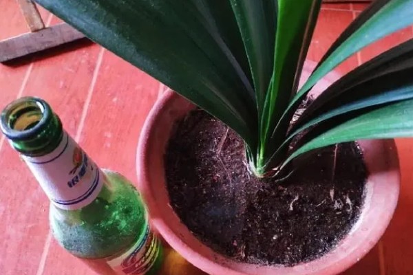 牛奶能不能浇花，发酵后才能使用