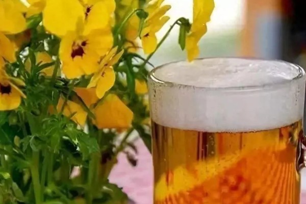 牛奶能不能浇花，发酵后才能使用