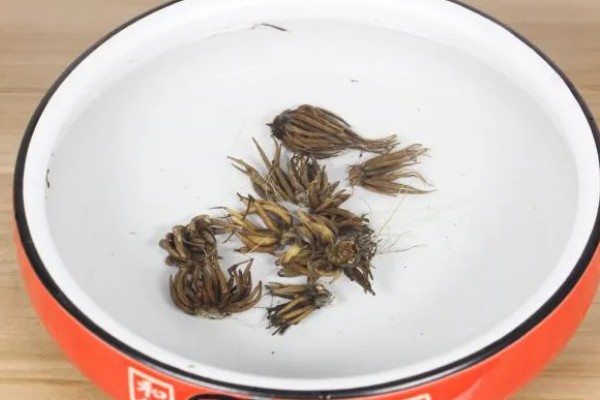 怎么种植银莲花的种球,消毒晾晒后埋入土壤中