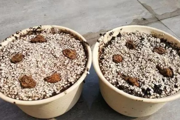 怎么种植银莲花的种球,消毒晾晒后埋入土壤中
