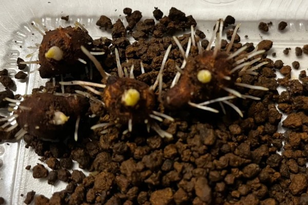 怎么种植银莲花的种球,消毒晾晒后埋入土壤中