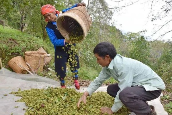 八角金盘煤污病如何防治，可选择菊酯类或有机磷杀虫剂