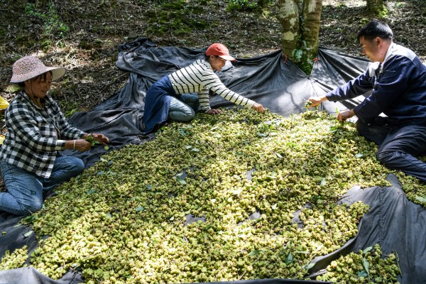 八角金盘煤污病如何防治，可选择菊酯类或有机磷杀虫剂