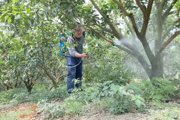 八角金盘煤污病如何防治，可选择菊酯类或有机磷杀虫剂