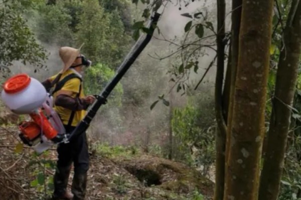 八角金盘煤污病如何防治，可选择菊酯类或有机磷杀虫剂