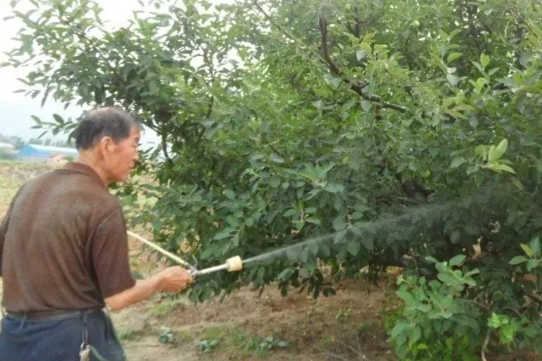 八角金盘煤污病如何防治，可选择菊酯类或有机磷杀虫剂