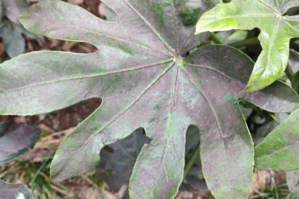 八角金盘煤污病如何防治，可选择菊酯类或有机磷杀虫剂