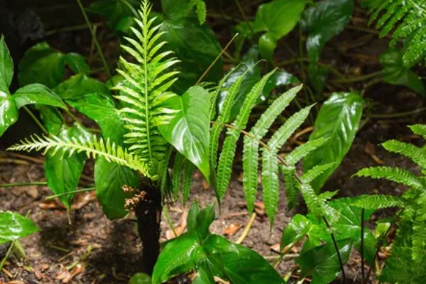 蕨类植物有没有根，只有假根可起到固定作用