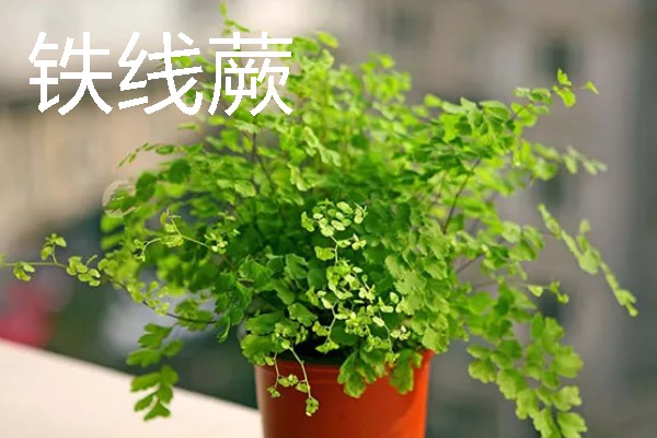蕨类植物有没有根，只有假根可起到固定作用
