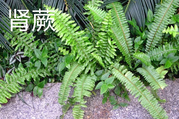 蕨类植物有没有根，只有假根可起到固定作用