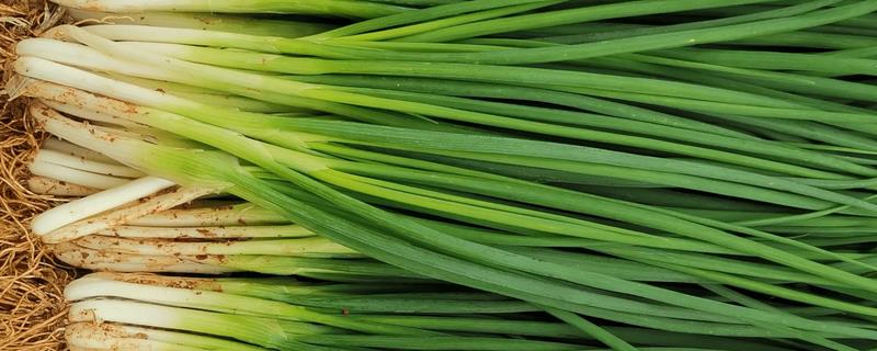 小葱的播种时间，春季在3-4月份播种