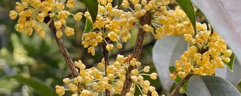 桂花在几月份移栽成活率高，秋季9月份以后移栽成活率高