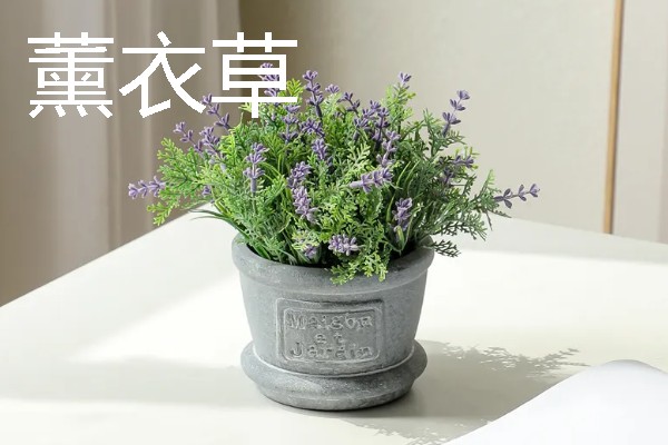 卧室适合放哪种花，推荐茉莉花、薰衣草等