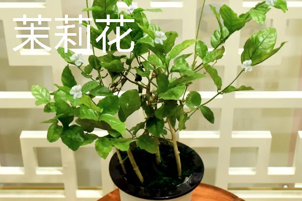 卧室适合放哪种花，推荐茉莉花、薰衣草等