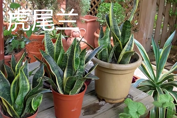 卧室适合放哪种花，推荐茉莉花、薰衣草等