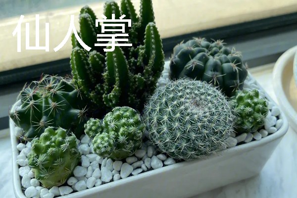 卧室适合放哪种花，推荐茉莉花、薰衣草等