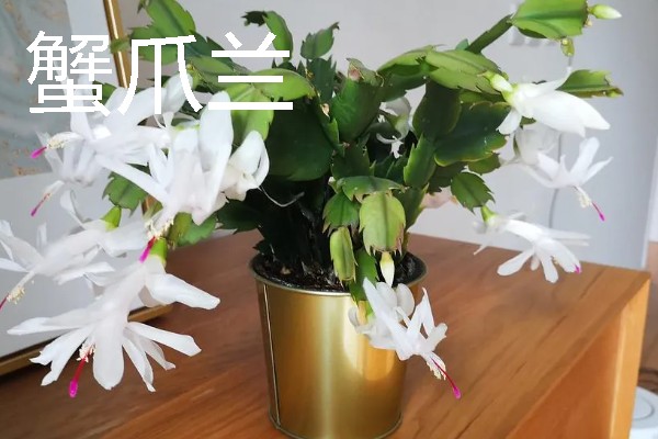 卧室适合放哪种花，推荐茉莉花、薰衣草等