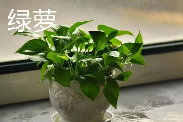 卧室适合放哪种花，推荐茉莉花、薰衣草等