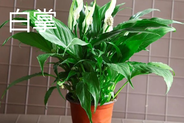 卧室适合放哪种花，推荐茉莉花、薰衣草等