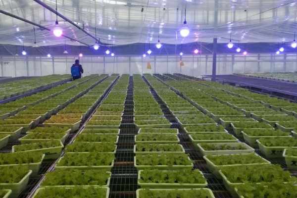 大棚育苗怎么升温，炉火加温是常用方式