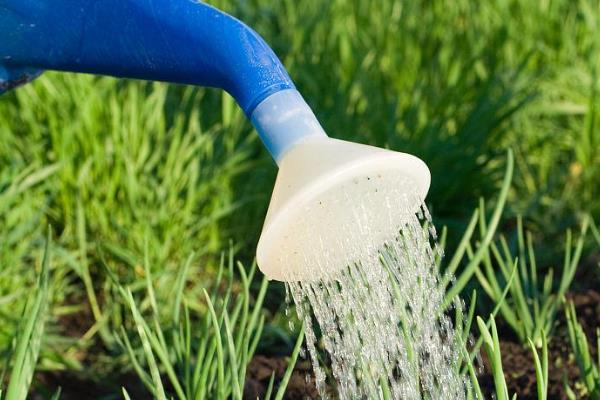 小葱的播种时间，春季在3-4月份播种