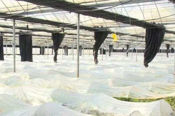 大棚育苗怎么升温，炉火加温是常用方式