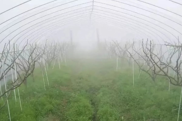 大棚育苗怎么升温，炉火加温是常用方式