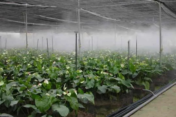 大棚育苗怎么升温，炉火加温是常用方式