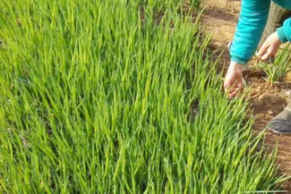 小葱的播种时间，春季在3-4月份播种