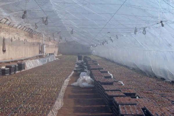 大棚育苗怎么升温，炉火加温是常用方式