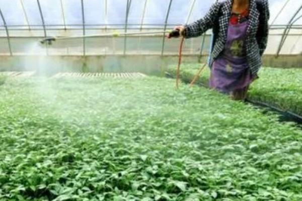 大棚育苗怎么升温，炉火加温是常用方式