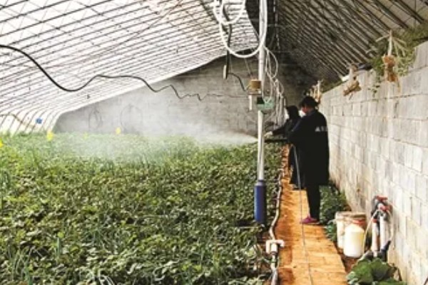 大棚育苗怎么升温，炉火加温是常用方式