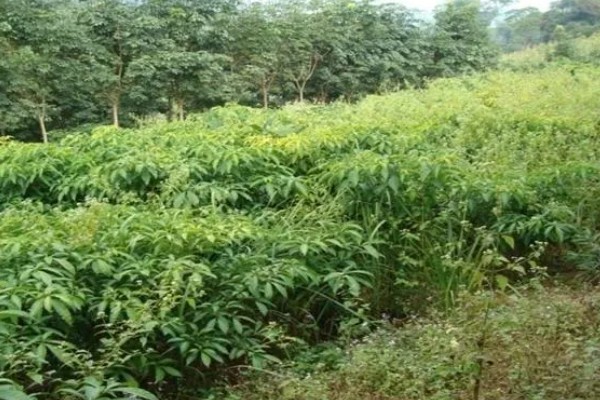 大黄藤简介，一般是指天仙藤